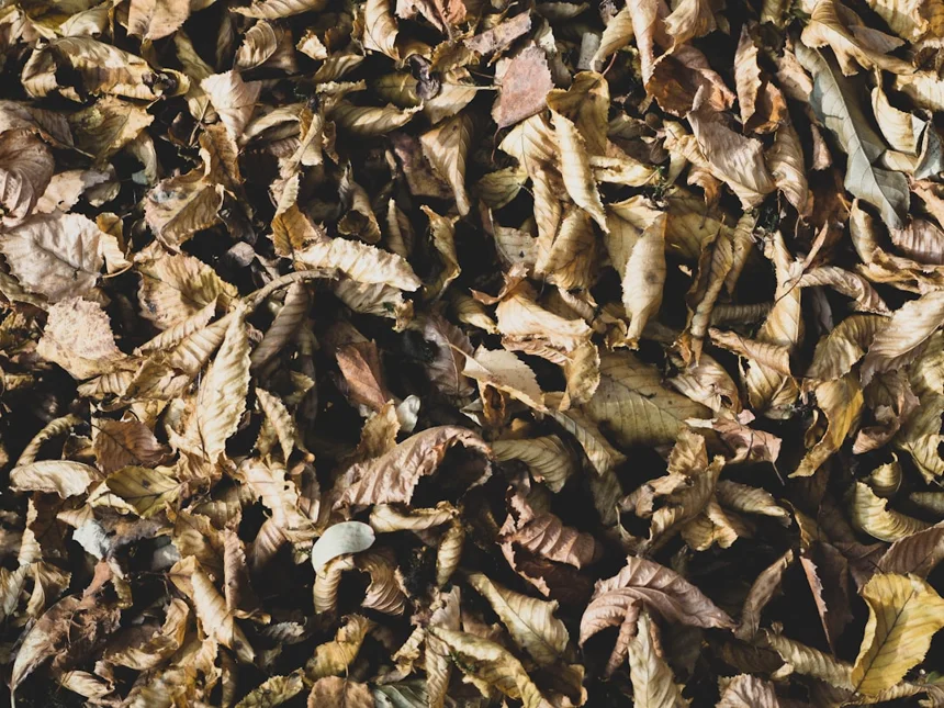 Termite
