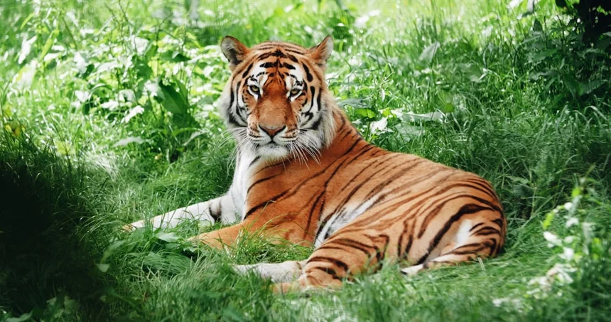 Tigers