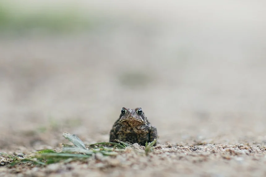 Toad