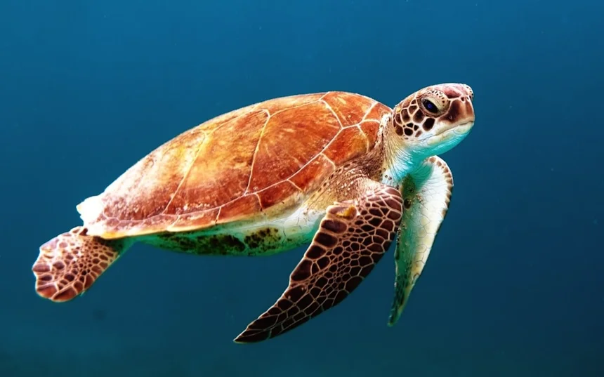 Tortoise