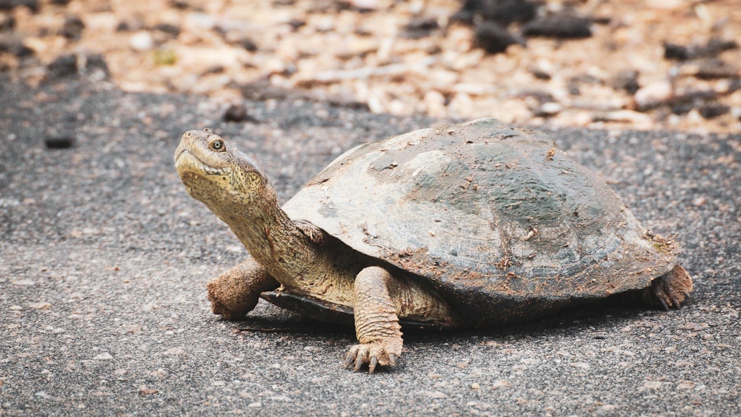 Tortoise