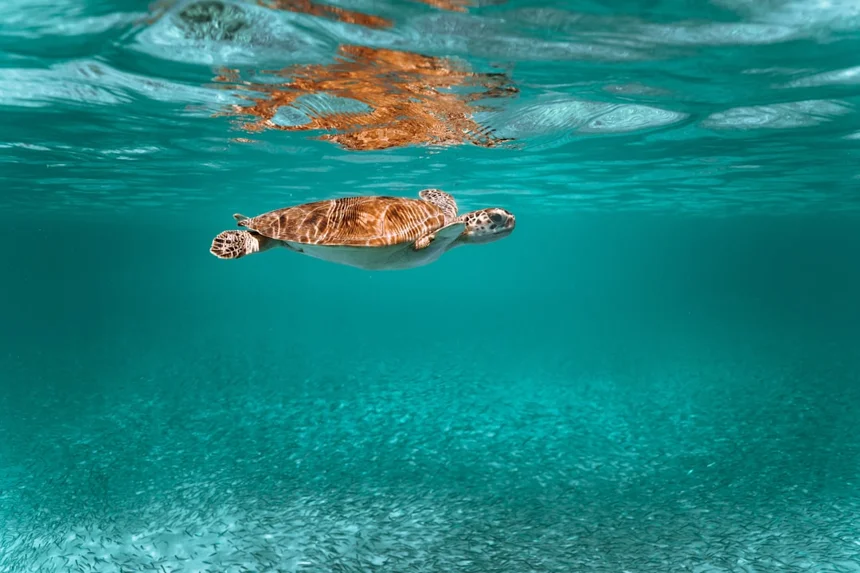 Turtle
