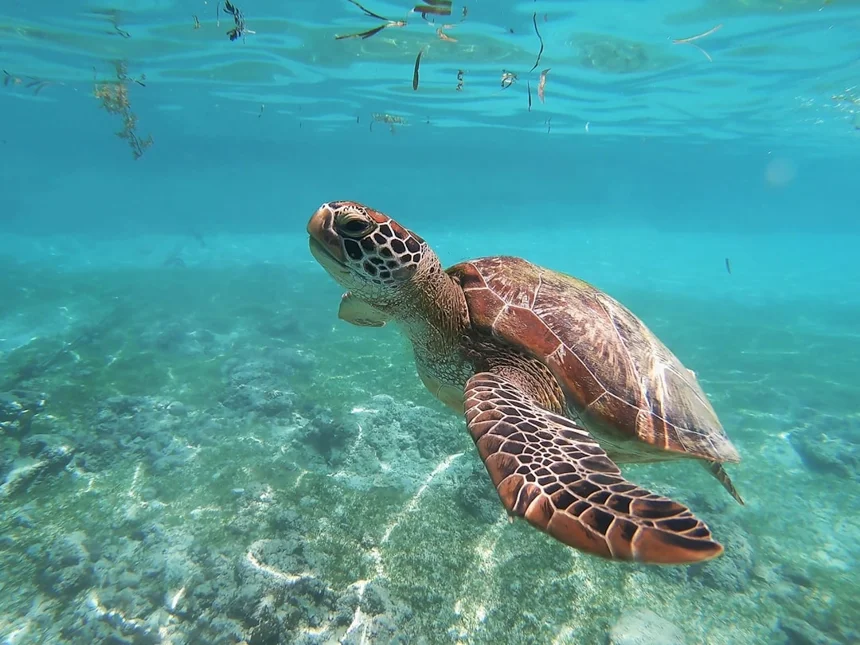 Turtle