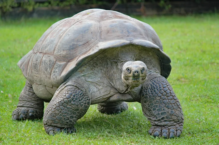 Turtle