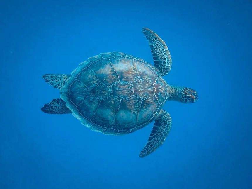 Turtle