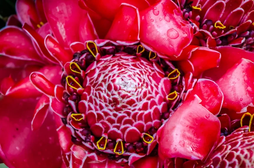 Vanuatu