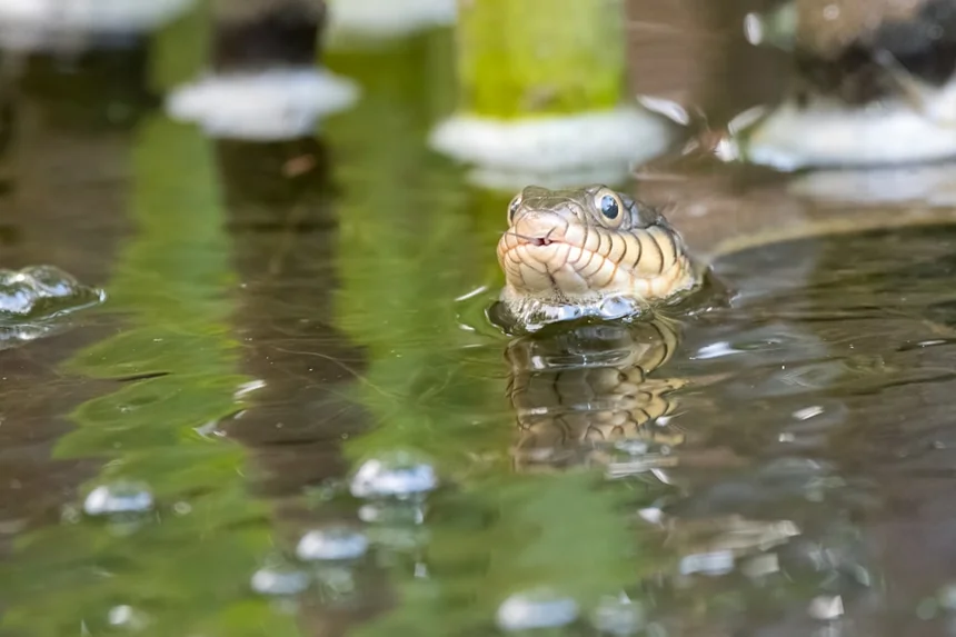 Water Snake
