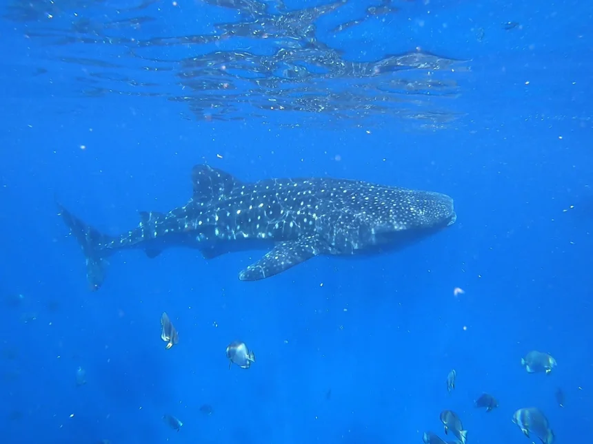 Whale Shark