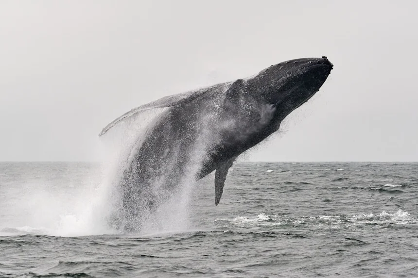 Whale