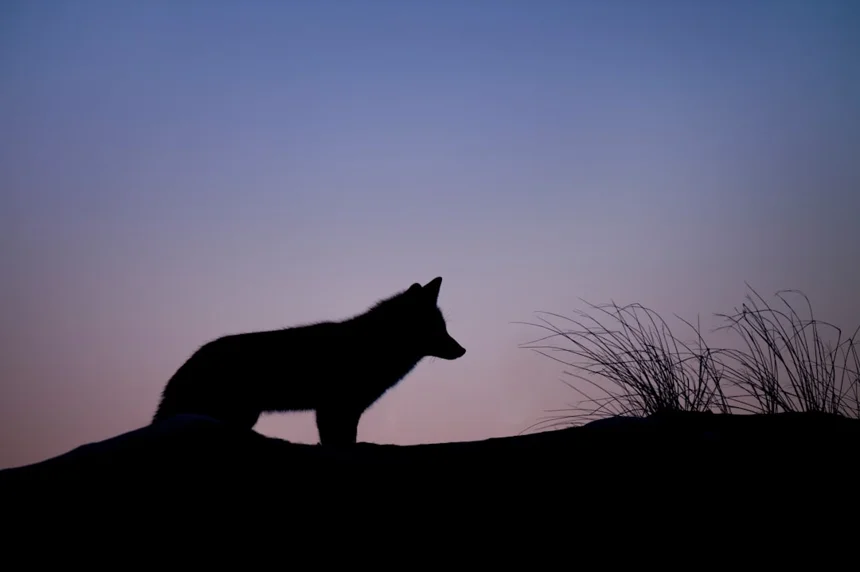 Wolf