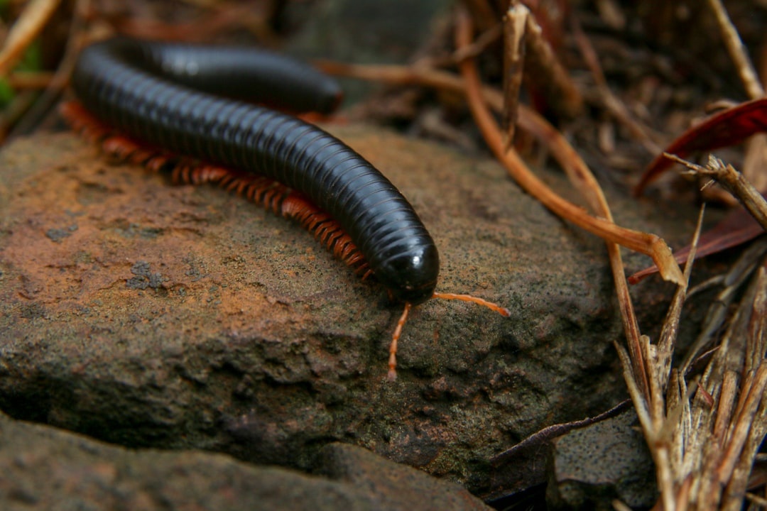 Worm