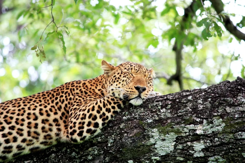 Zambia