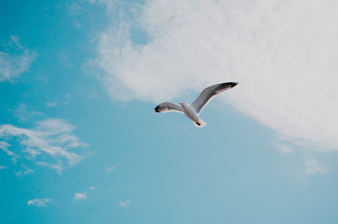seagull