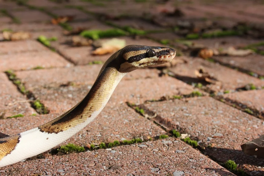 Ball Python
