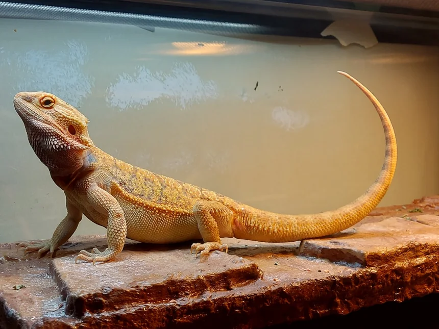 Bearded Dragon