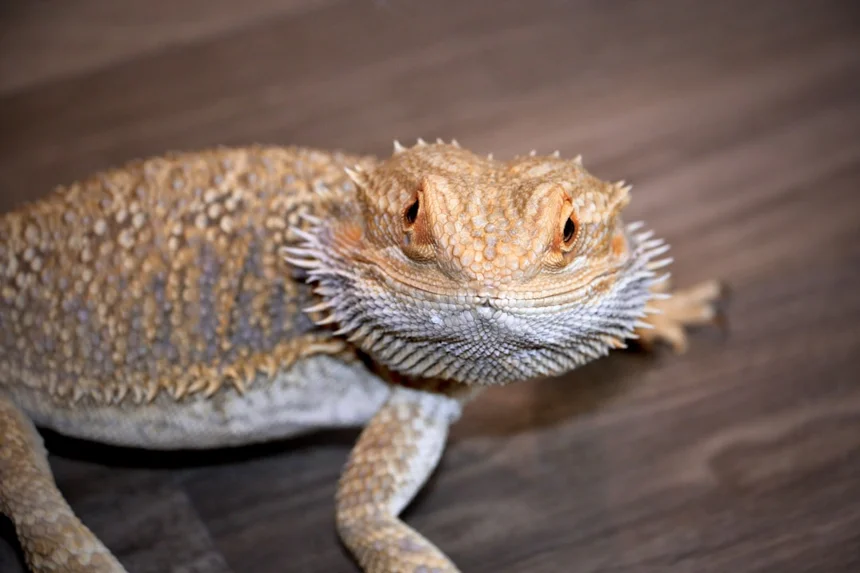 Bearded Dragon