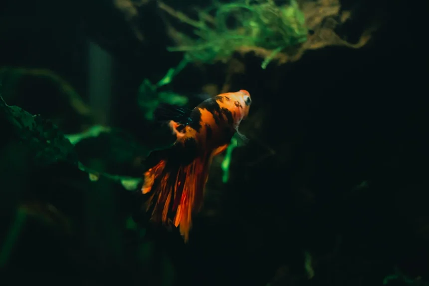 Betta
