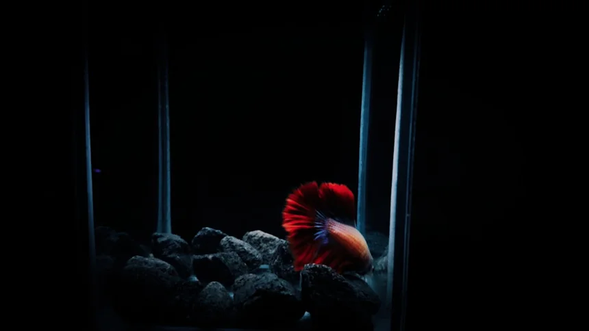 Betta