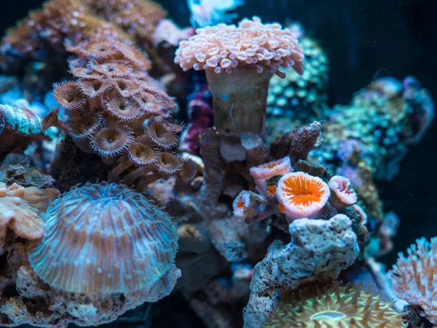Coral
