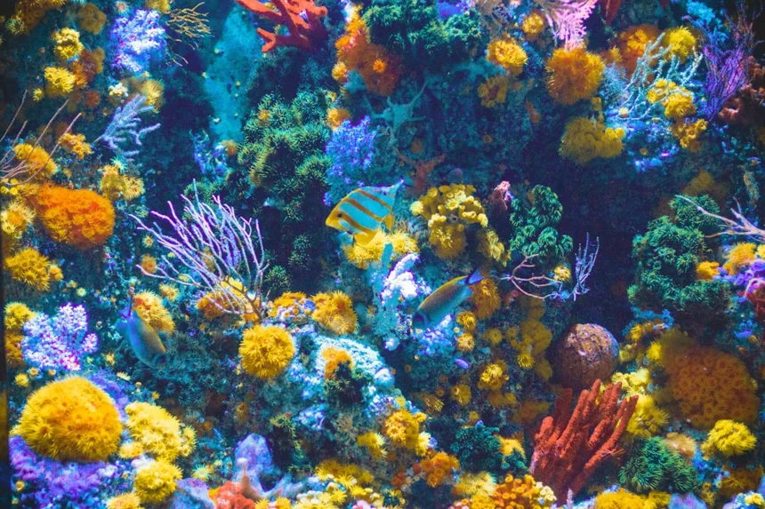 Coral