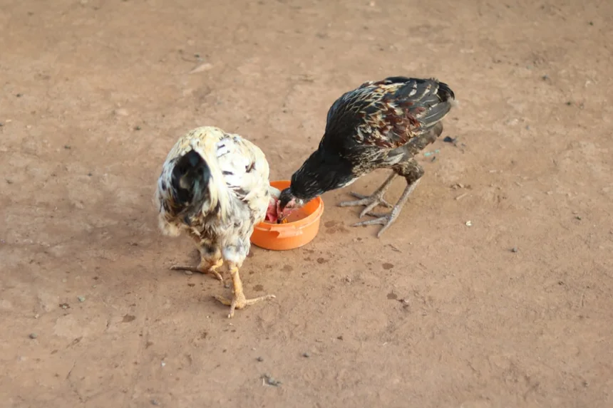 Feeding