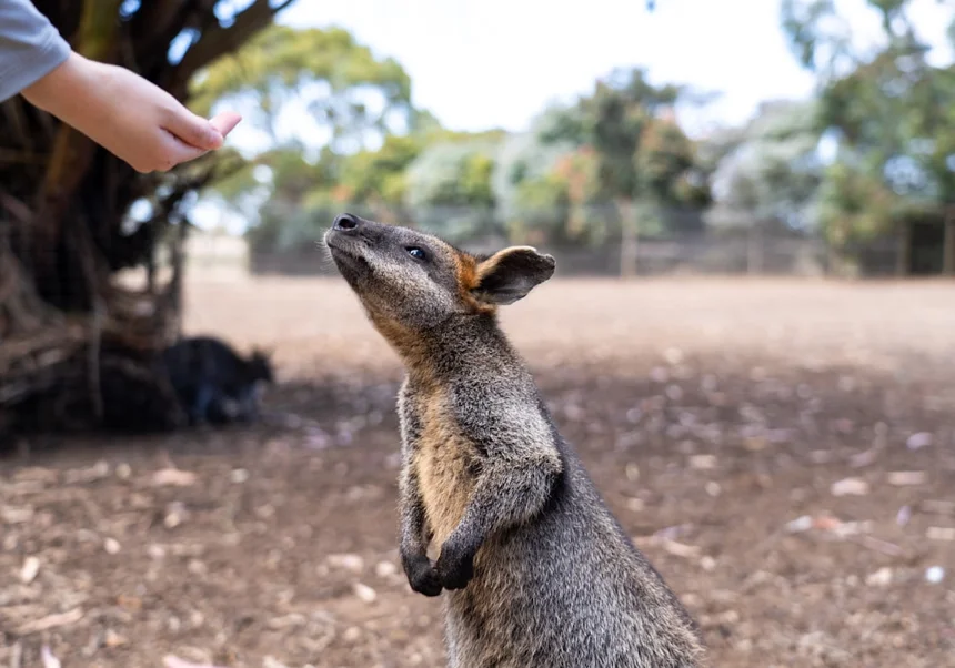 Feeding