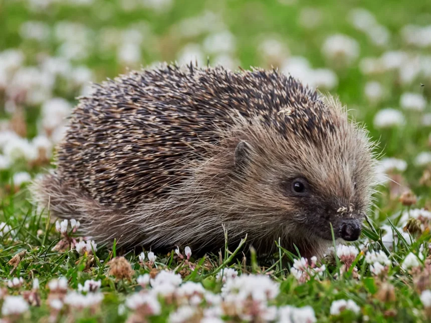 Hedgehog