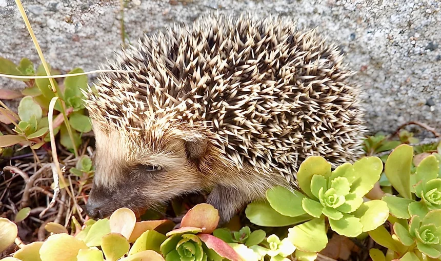 Hedgehog