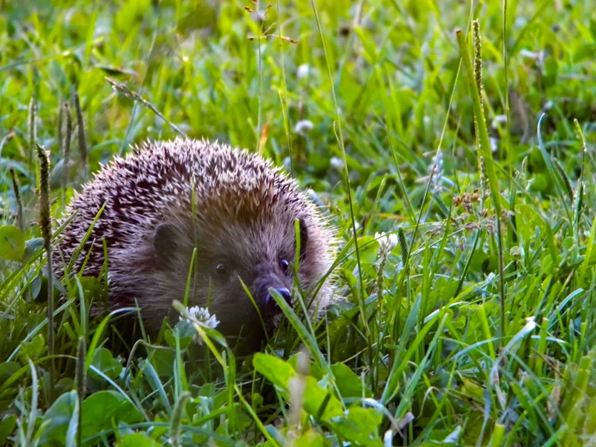 Hedgehog