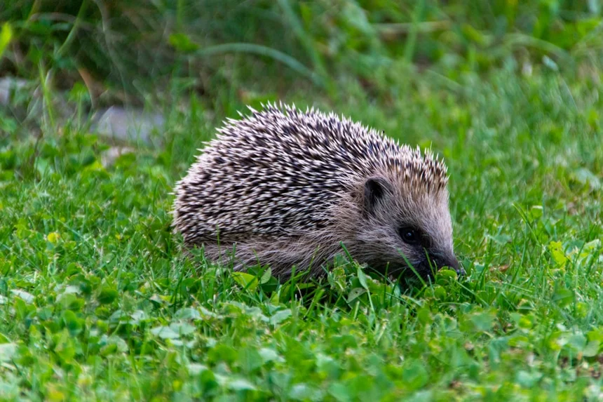 Hedgehog