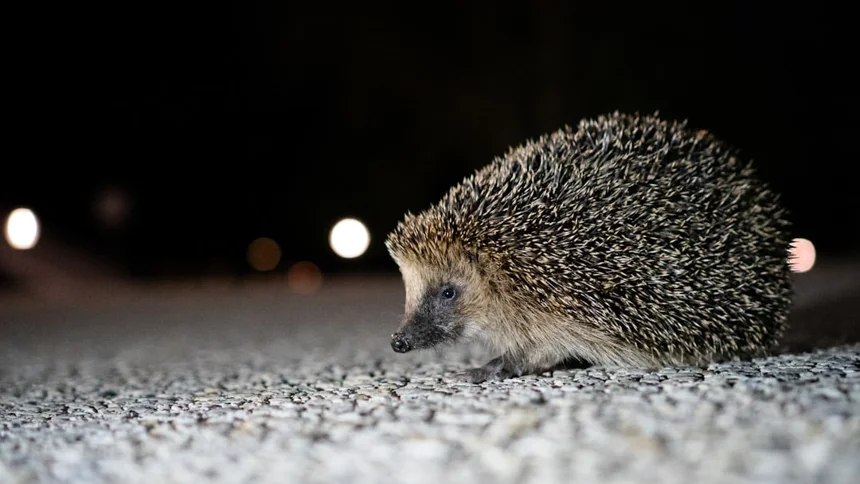 Hedgehog