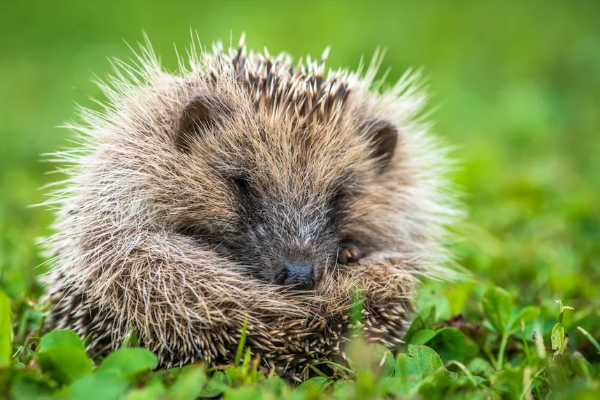 Hedgehog