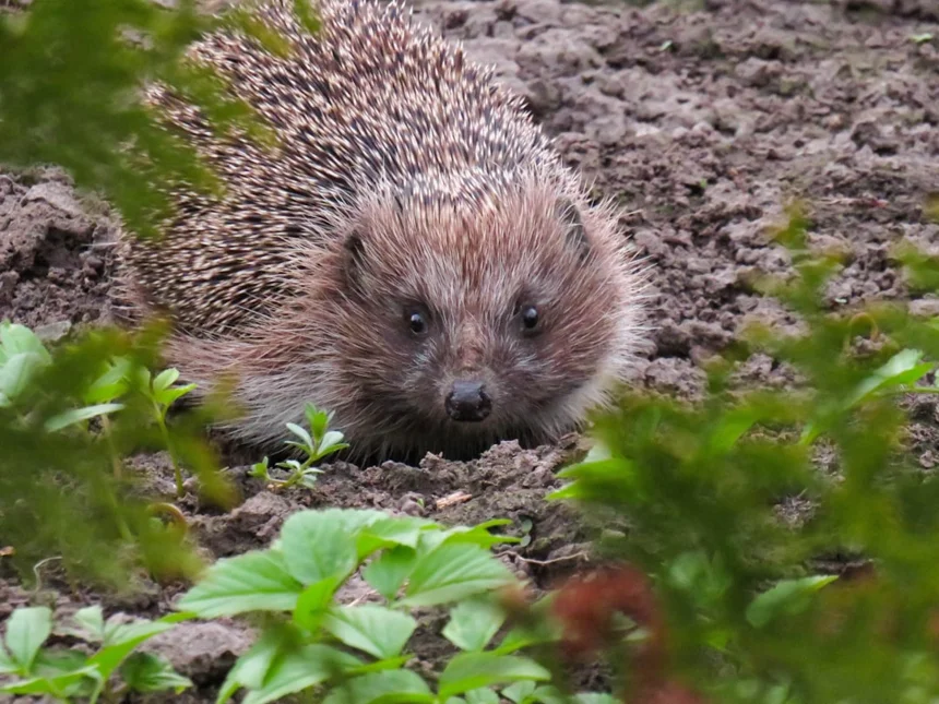 Hedgehog