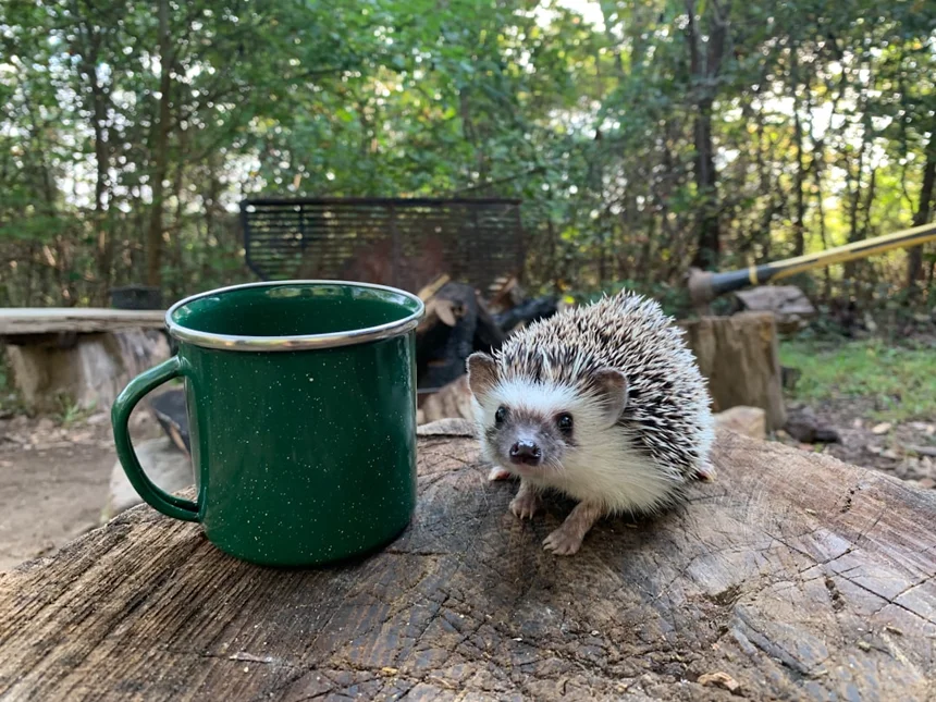 Hedgehog