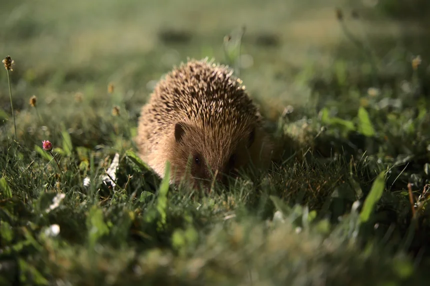 Hedgehog