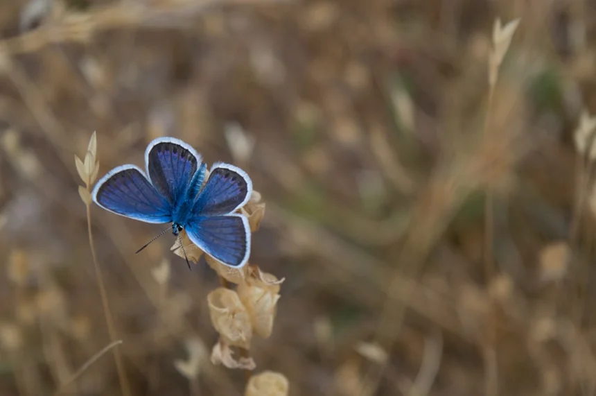 Insect