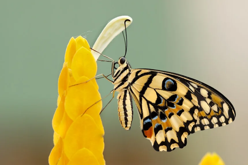 Insect