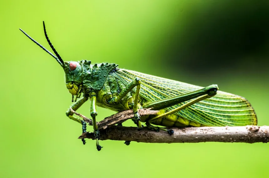 Insect