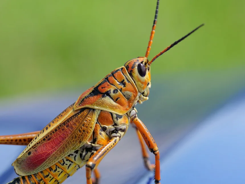 Insect