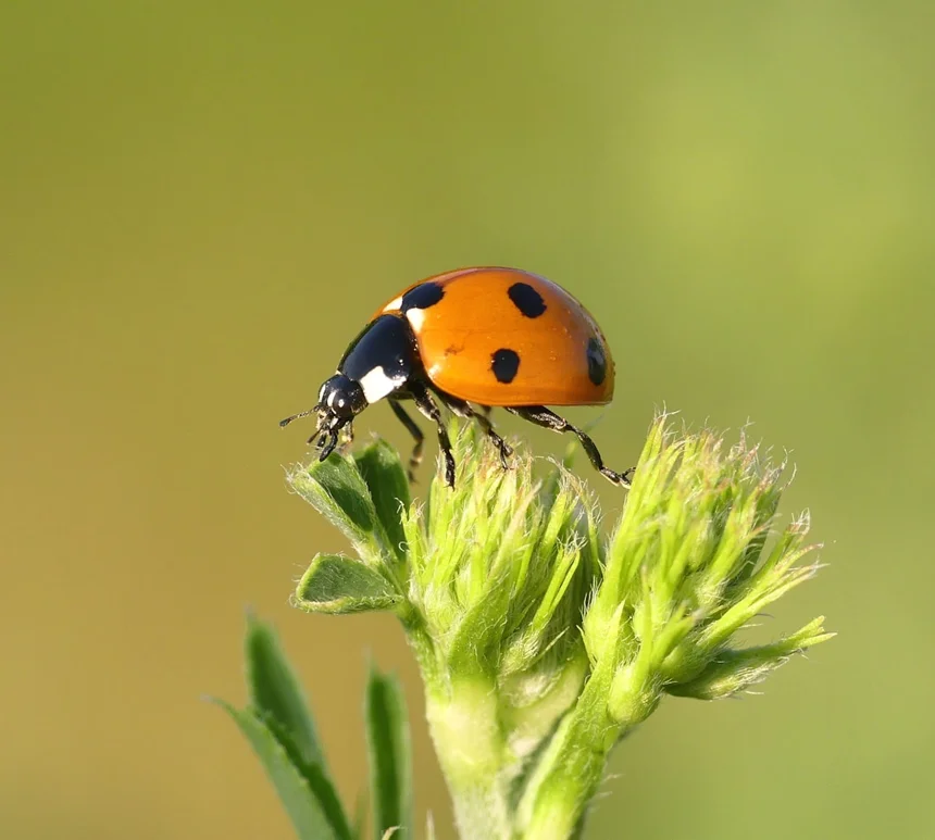 Insect