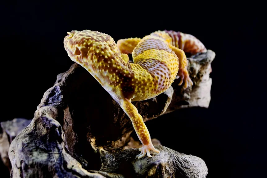 Leopard Gecko