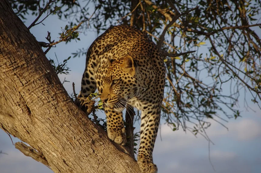 Leopard