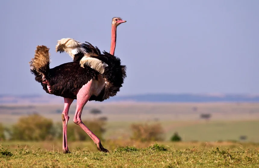 Mating