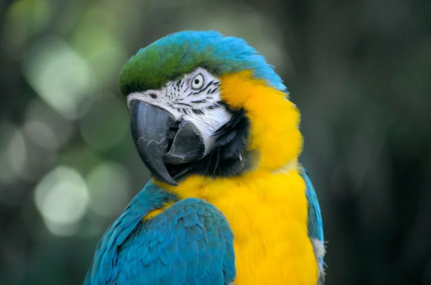 Parrot