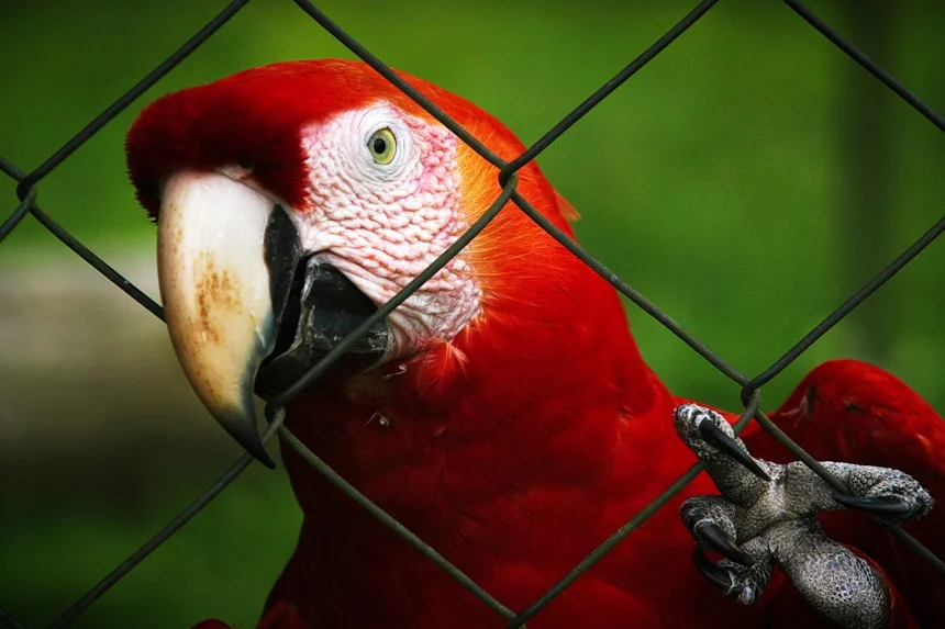 Parrot