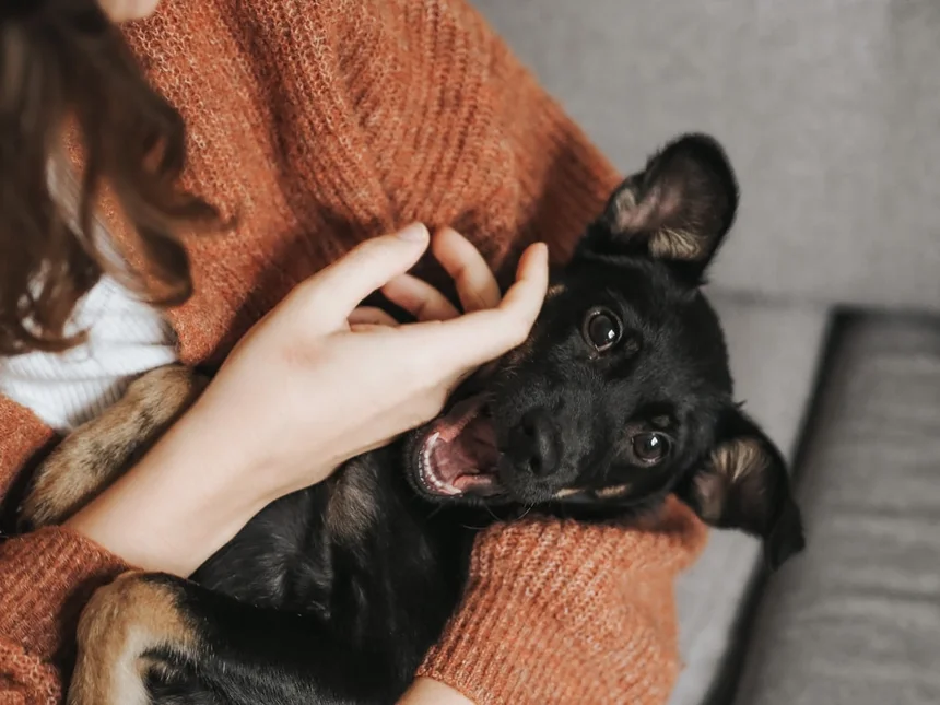 Pets
