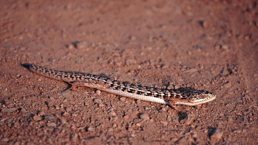 Reptile