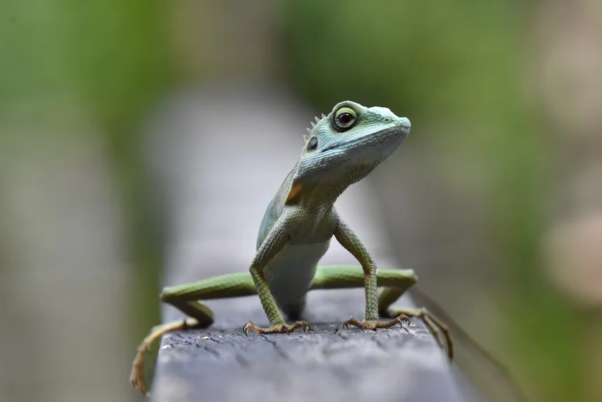 Reptile