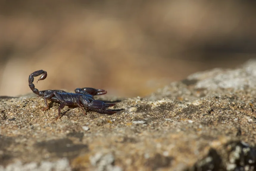 Scorpion