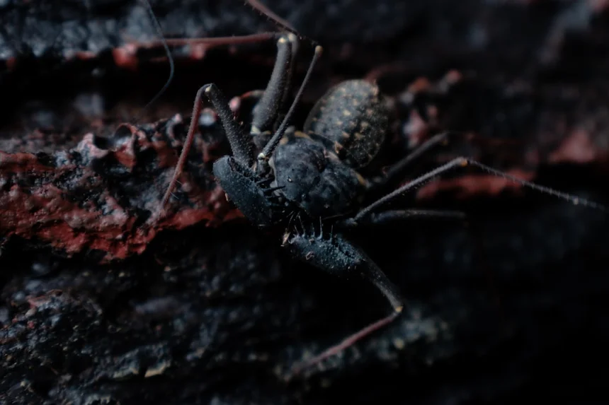 Scorpion